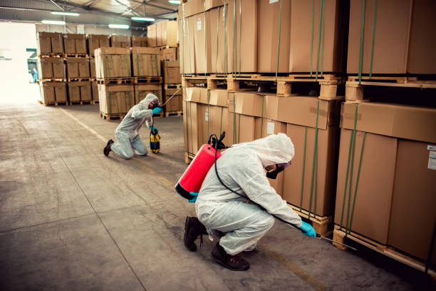 Best Termite Control Services  in Swifton, AR